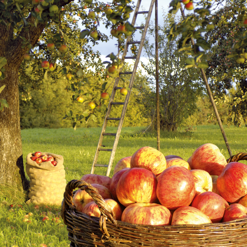 Obstannahme bei Getränke Volz – Äpfel, Birnen und Quitten
